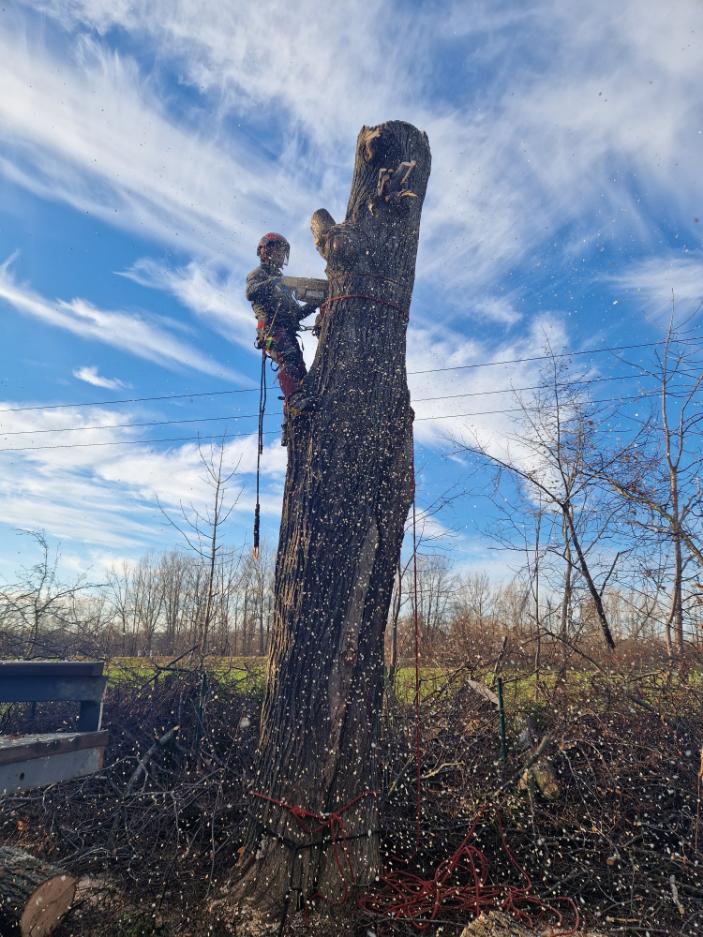 postupné kácení lípy Bohumín